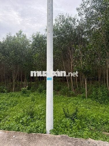 Bán đất chính chủ tại xã Hàm Tân, tỉnh Lâm Đồng