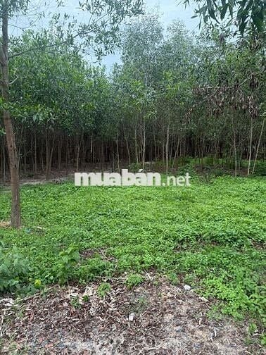Bán đất chính chủ tại xã Hàm Tân, tỉnh Lâm Đồng