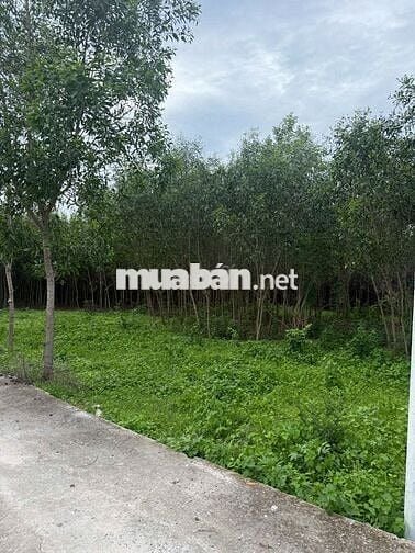Bán đất chính chủ tại xã Hàm Tân, tỉnh Lâm Đồng