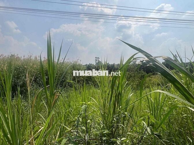 Ngân hàng thanh lý lô đất full thổ cư Kinh Lộ Mới, Mỹ Tân, Cao Lãnh