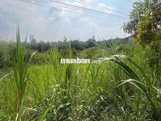 Ngân hàng thanh lý lô đất full thổ cư Kinh Lộ Mới, Mỹ Tân, Cao Lãnh
