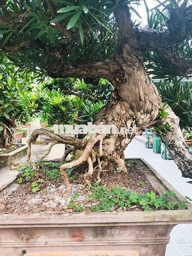 🏡BÁN ĐẤT LÔ GÓC TRUNG TÂM Hạ Lý 2 mặt 1 đông 1 tây