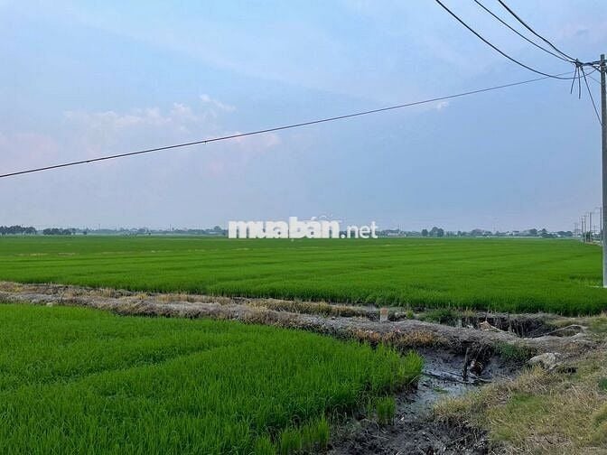 Đất nông nghiệp mặt tiền kênh T3, 45m x 176m, 3.2tr