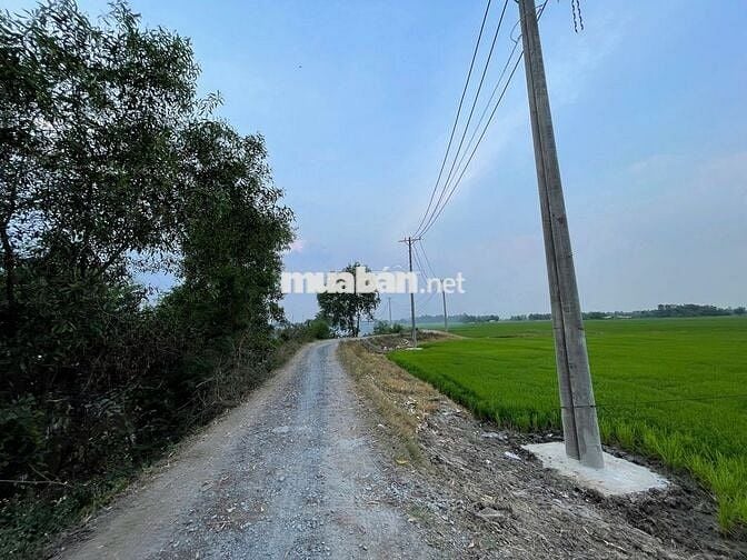Đất nông nghiệp mặt tiền kênh T3, 45m x 176m, 3.2tr