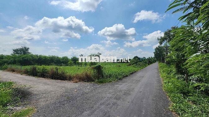 chính chủ bán đất mặt tiền thổ cư đê bao Long Hưng