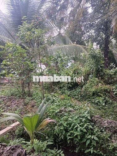 Bán đất vườn 1000m2 hẻm Huỳnh Thị Xe