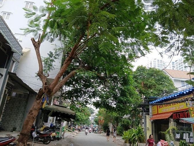 Cho thuê góc 2 MT Trần Thị Liền , DT : 10x20 , 1 trệt 1 lầu . Giá :30T
