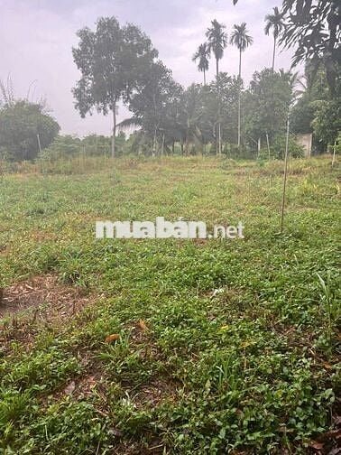 Đất thổ cư mặt tiền đường đan 