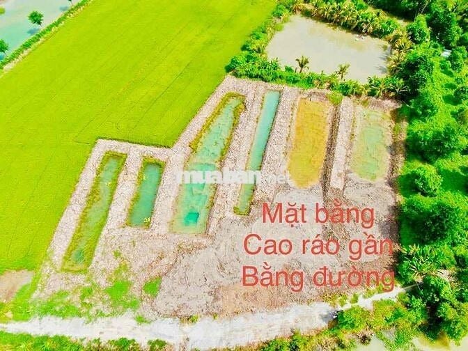 ĐẤT RUỘNG 1183m2 Lộ đá mi Phường Bình Đức Mới