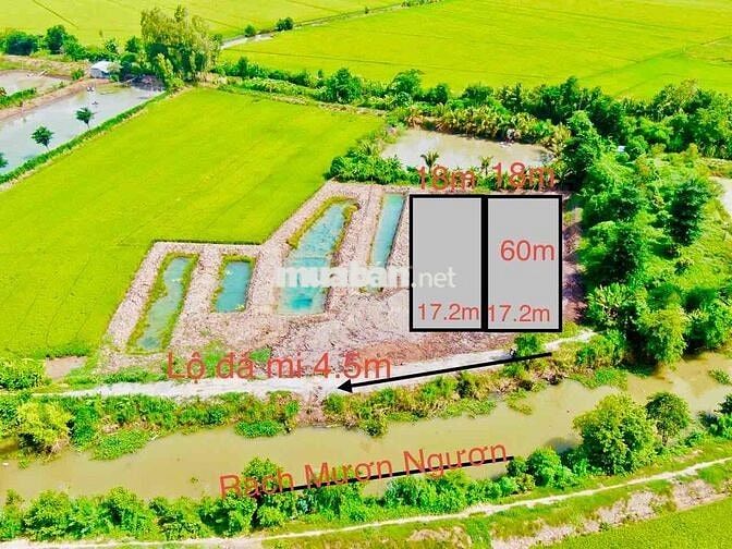 ĐẤT RUỘNG 1183m2 Lộ đá mi Phường Bình Đức Mới