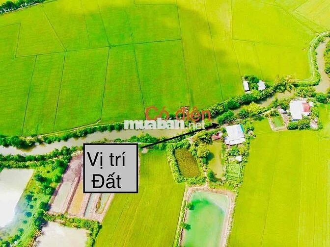 ĐẤT RUỘNG 1183m2 Lộ đá mi Phường Bình Đức Mới