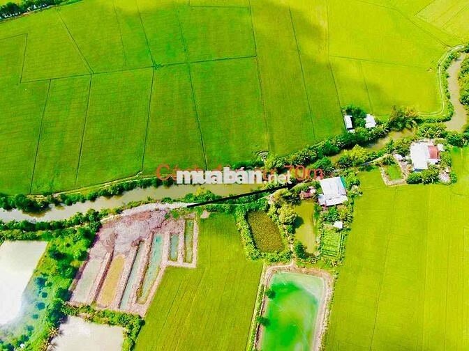 ĐẤT RUỘNG 1183m2 Lộ đá mi Phường Bình Đức Mới