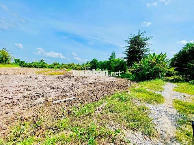 ĐẤT RUỘNG 1183m2 Lộ đá mi Phường Bình Đức Mới