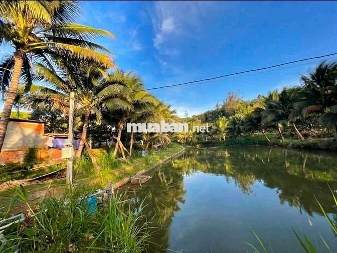 bán 1,25ha sầu riêng phường Tân An