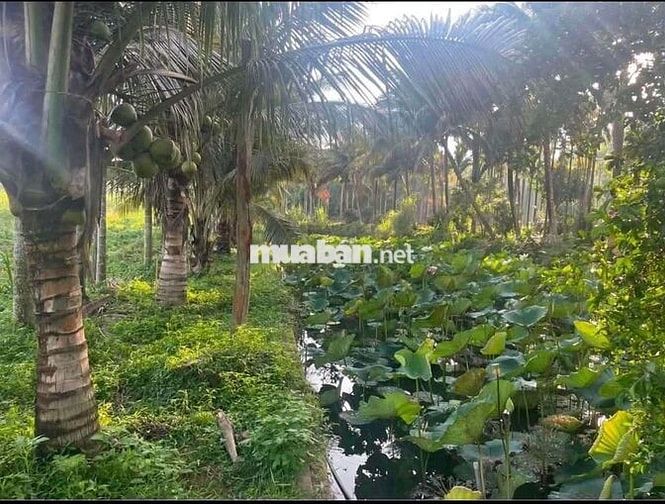 bán 1,25ha sầu riêng phường Tân An