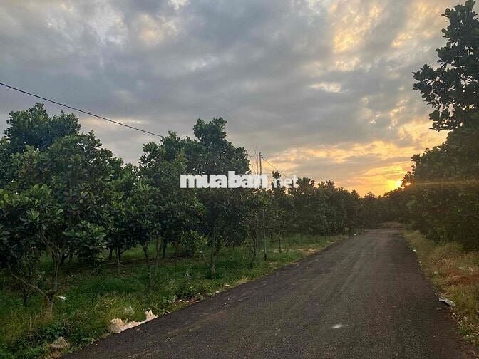 Bán đất ngay trạm thu phí cái chanh Daknong