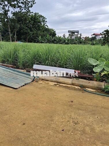 Bán 117m² Đất Phú Cát, Thôn Hòa Trúc, Full Thổ Cư Sát KCN Cao Hòa Lạc