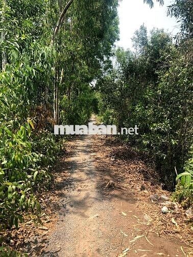 924m2 đất vườn Bến Lức (Long An) chỉ 790tr