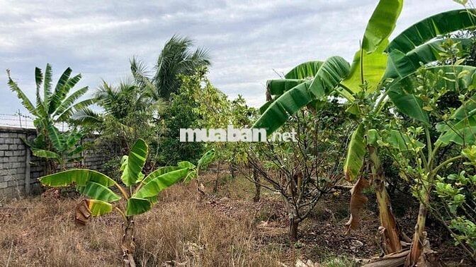 Bán GẤP 20m ĐẤT NỀN, dài 130m, đường DT976