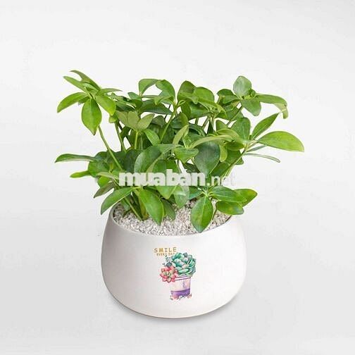 [PHAN BỘI CHÂU - BÌNH THẠNH]_Cần tìm 2-3 bạn nam vào ở ghép