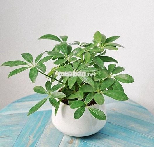 [PHAN BỘI CHÂU - BÌNH THẠNH]_Cần tìm 2-3 bạn nam vào ở ghép