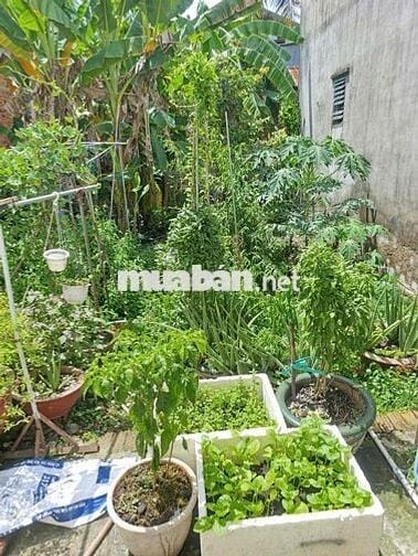 Bán nhà mặt tiền Nguyễn Thị Thử