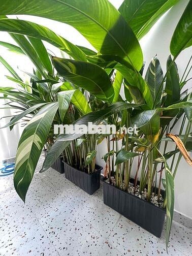 LÊN SÓNG NHÀ NGAY CÔNG VIÊN LÀNG HOA - CÓ PN TRỆT - 4.99 TỶ