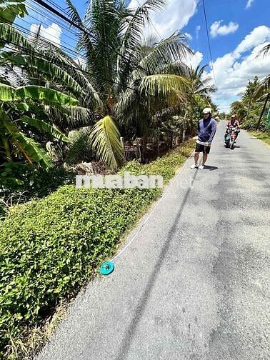 Bán Đất mặt tiền đường nhựa thị Trấn Tân Hiệp tỉnh Tiền Giang