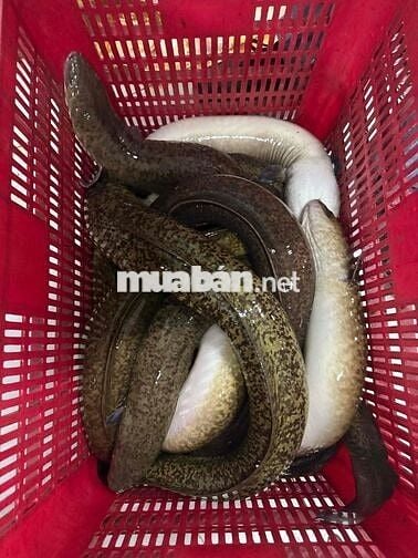 CẦN TUYỂN BẾP CHÍNH ALACARTE - LƯƠNG CAO