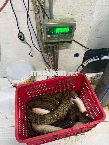 CẦN TUYỂN GIAO HÀNG XE MÁY & XE TẢI