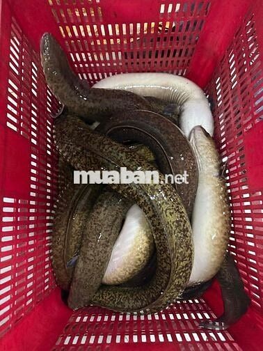 CẦN TUYỂN GIAO HÀNG XE MÁY & XE TẢI