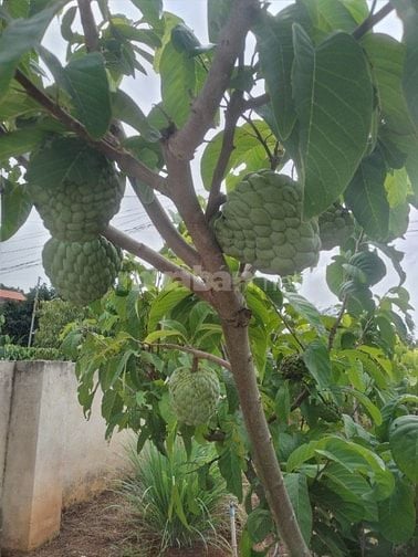 Biệt thự TDP Chi Lăng, TT Nam Ban, H.Lâm Hà, Lâm Đồng.