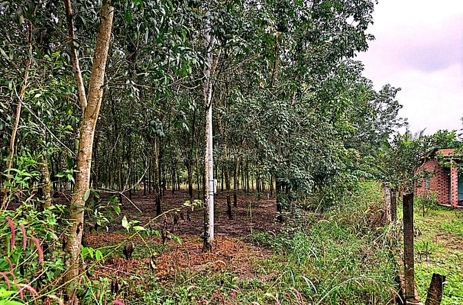 Công ty Đấu giá hợp danh Lam Sơn Sài Gòn thông báo đấu giá tài sản
