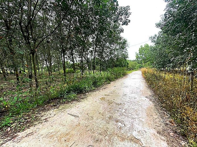 Công ty Đấu giá hợp danh Lam Sơn Sài Gòn thông báo đấu giá tài sản
