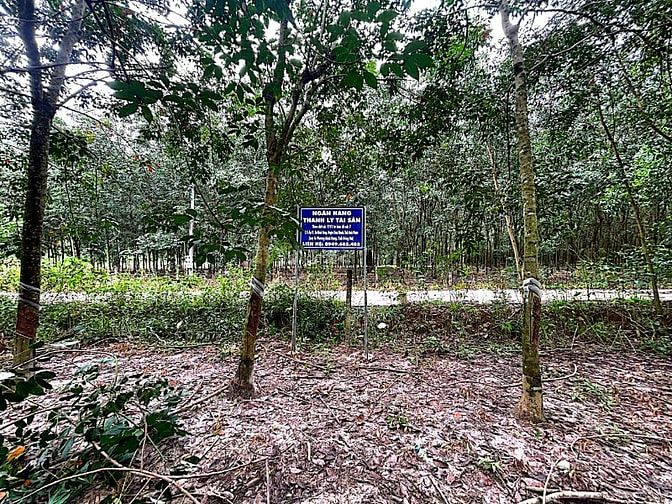 Công ty Đấu giá hợp danh Lam Sơn Sài Gòn thông báo đấu giá tài sản