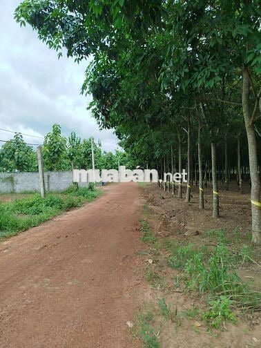 BÁN NHANH LÔ ĐẤT SÀO 4000M2, 2 MẶT TIỀN, SỔ SẴN, ĐƯỜNG ĐẤT, GIÁ 490TR