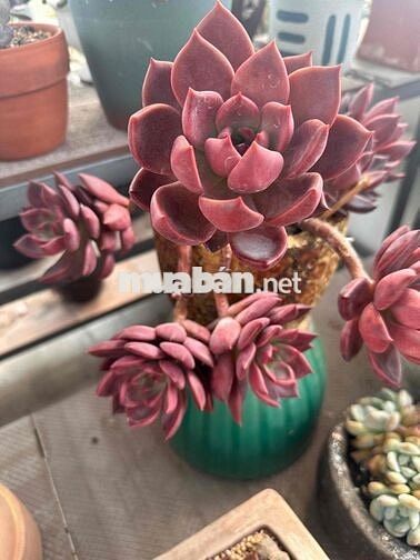🏡 CHO THUÊ PHÒNG CÓ BAN CÔNG – PHÒNG MỚI, RỘNG RÃI – GÒ VẤP