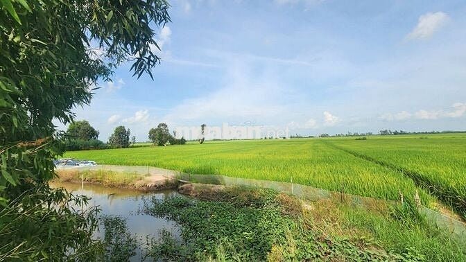 Bán 3 lô đất 2 mặt tiền ĐT 855 (Cách chợ Tràm Chim 5 phút di chuyển)