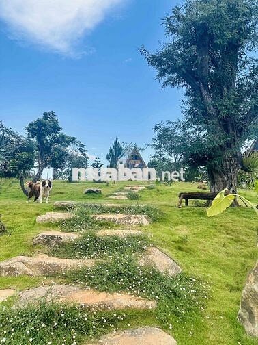 Đất thổ cư tựa sườn đồi view hồ có nhà gỗ Bắc Âu và vườn cây ăn trái