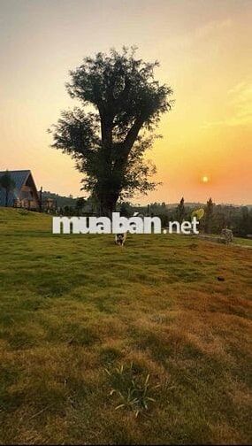 Đất thổ cư tựa sườn đồi view hồ có nhà gỗ Bắc Âu và vườn cây ăn trái