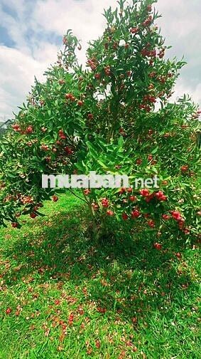 Đất thổ cư tựa sườn đồi view hồ có nhà gỗ Bắc Âu và vườn cây ăn trái