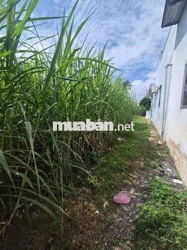 🔥🔥 Bán Đất Mặt Tiền 536mv 150 thổ cư 1ty250tr gò công tây tiền giang