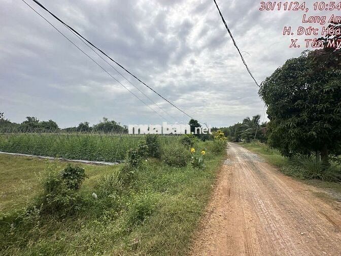 Bán đất diện tích lớn đón sóng phát triển Tân Mỹ, Đức Hòa