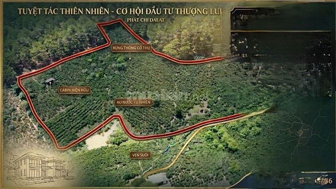 cần bán vườn full cà phê catimor 