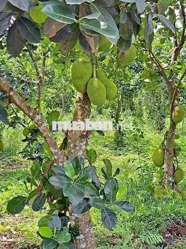 đất vườn giá bèo cho thuê cần bán