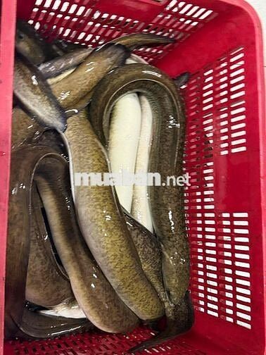 CẦN TUYỂN GIAO HÀNG XE MÁY BÁO ĂN Ở