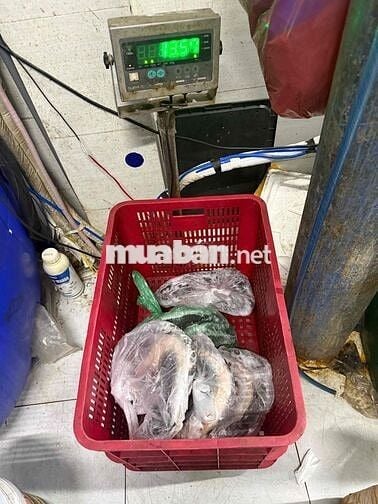 CẦN TUYỂN GIAO HÀNG XE MÁY BÁO ĂN Ở