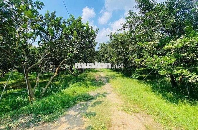 đất vườn thổ cư cho thuê cần bán