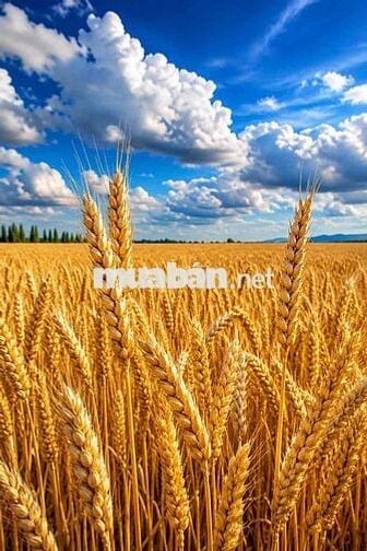 đất Hương Phước Phước Tân siêu ngon giá tốt sổ riêng xây tự do thổ cư