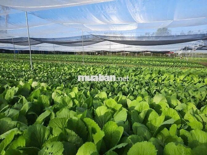 1800m² Đất 2 Mặt Tiền Đường Nội Bộ Song Hành Cách Chợ Hóc Môn 1,5km